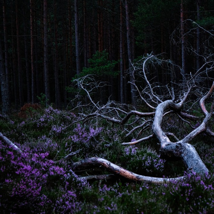 Aho Ssan & Resina - Ego Death