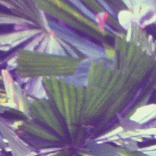 Joanna Duda – Regina Silva [Winyl]